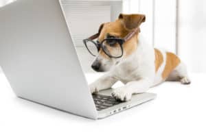 jack russel on computer