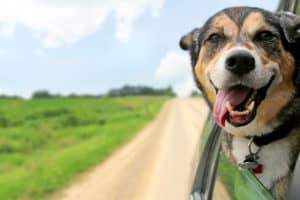 Happy Shepherd Dog in car