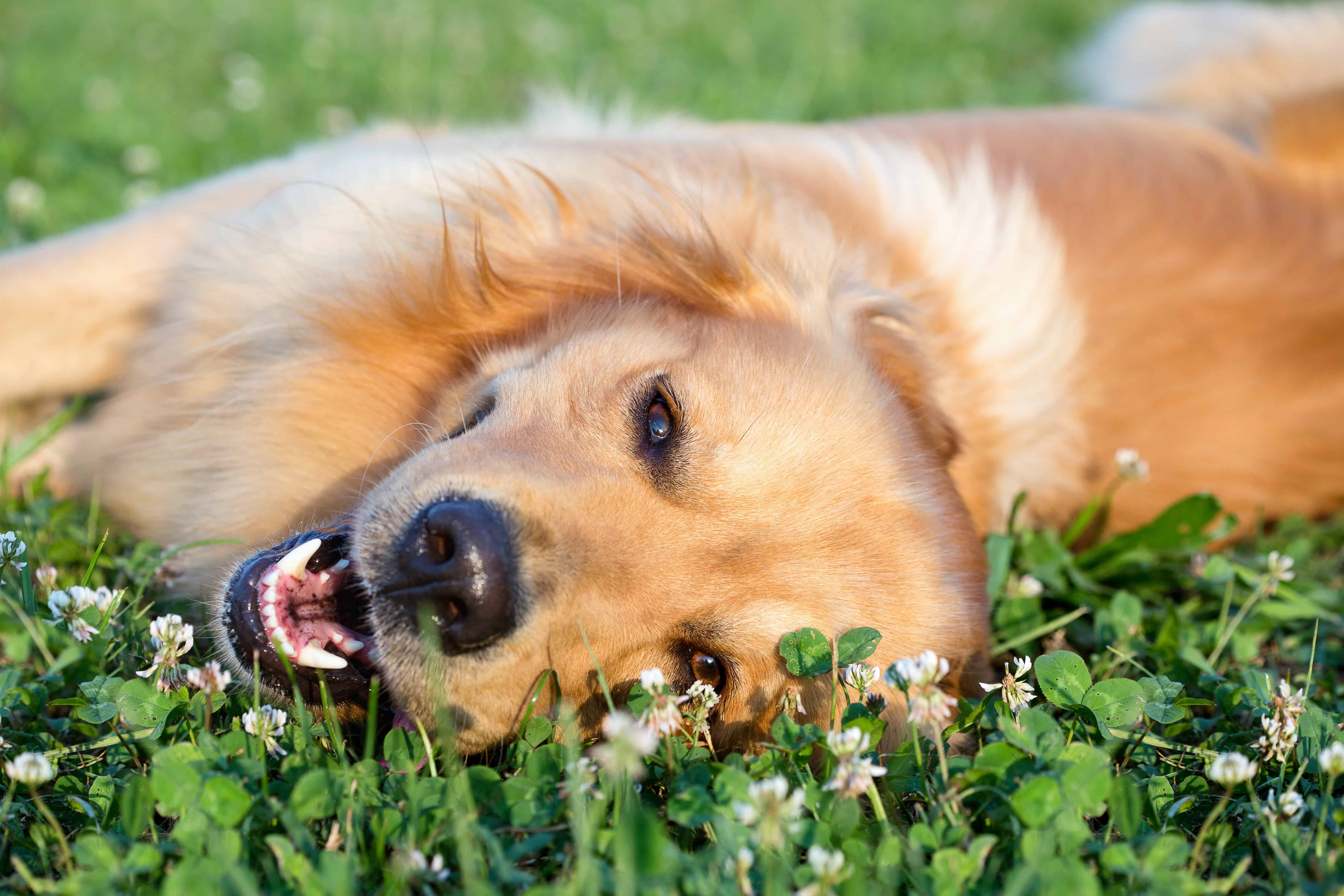 Пес. Радостная собака. Счастливая собака. Собака лежит на траве. Собака лето.
