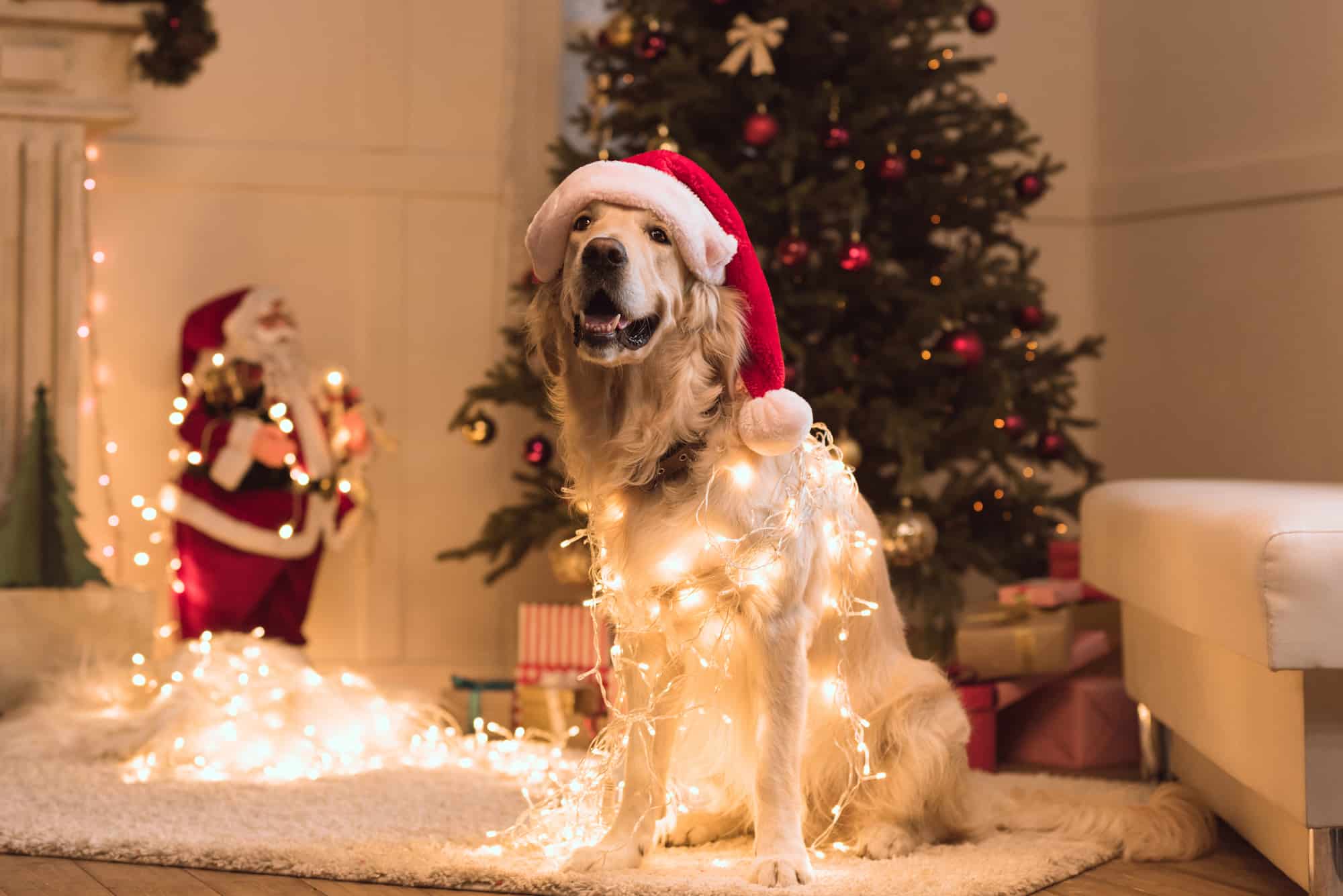 Christmas dog wrapped in lights