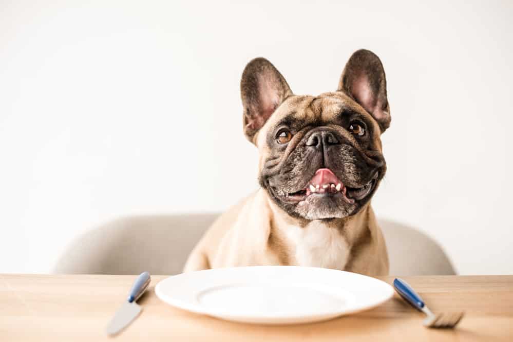 French Bulldog ready to eat